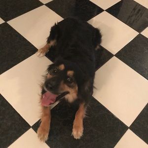 Meet your Posher, Angel